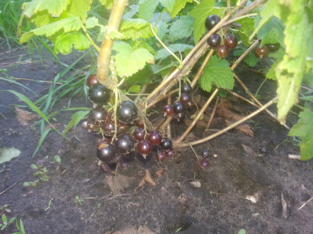 Молодое растение черной смородины