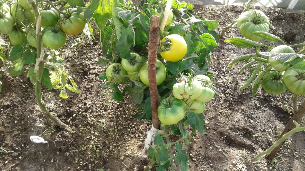 зеленоплодные помидоры сорт Антоновка Медовая