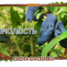 Жимолость