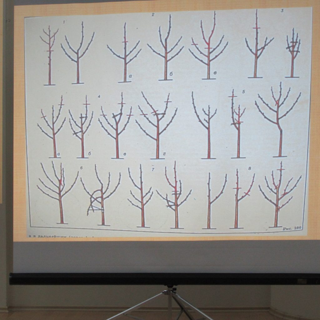 схема обрезки плодовых деревьев