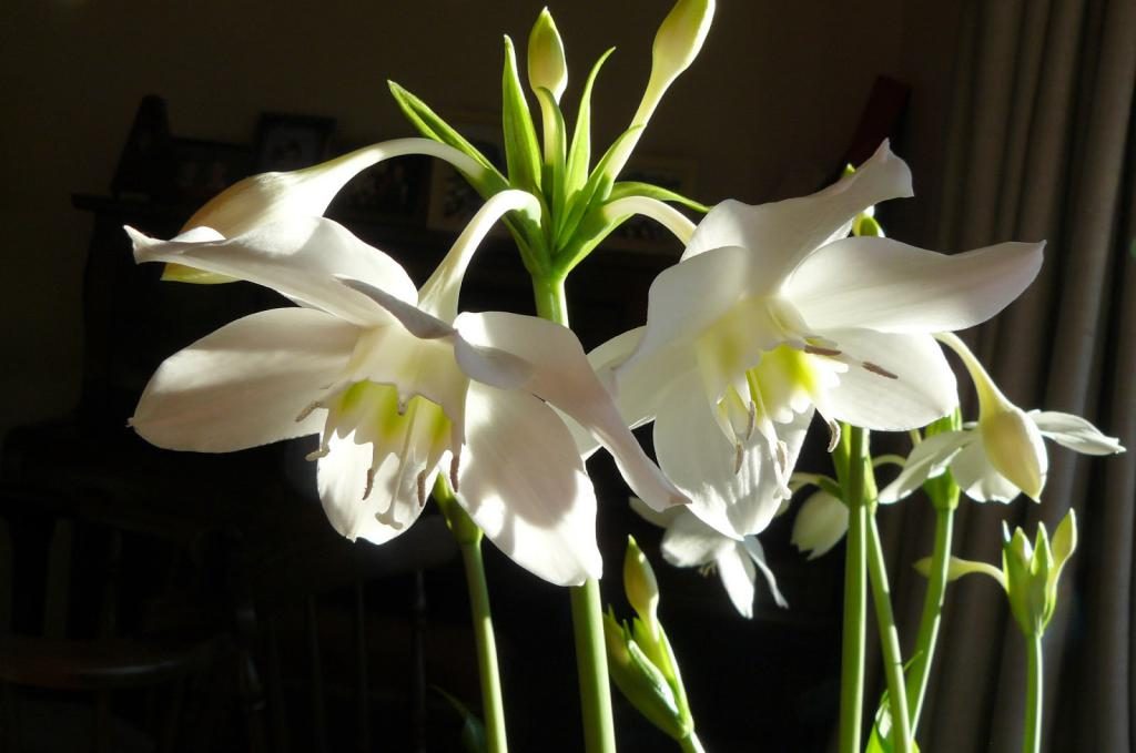 Эухарис грандифлора - луковичное комнатное растение