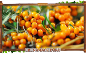 Облепиха и её полезные свойства.