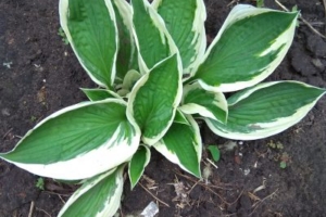 Хоста — посадка и уход.