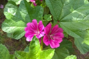 Мальва — посадка и уход