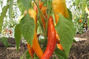 Сорта и гибриды — почему такая большая разница в цене?