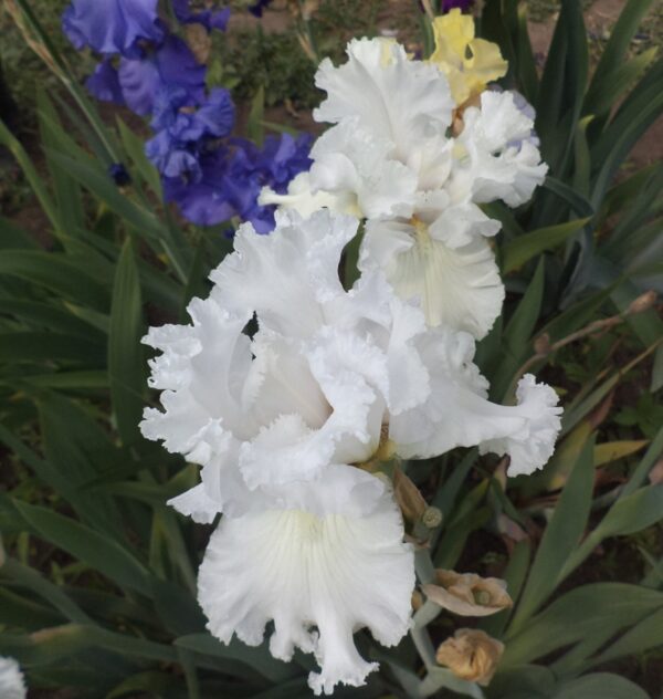 ирис сильвер фокс