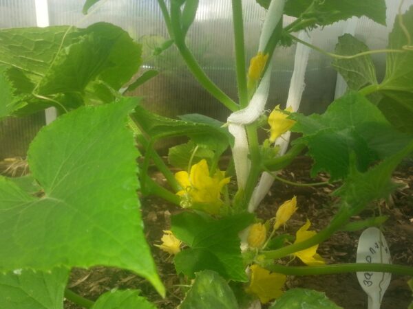 засолочный огурец