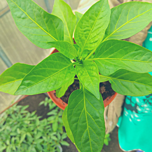 рассада перца, готовая к высадке