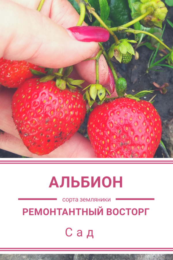 земляника Альбион