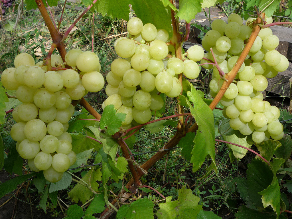 Виноград - сорта для Среднего Поволжья - Дачный блог Елены Гольниковой