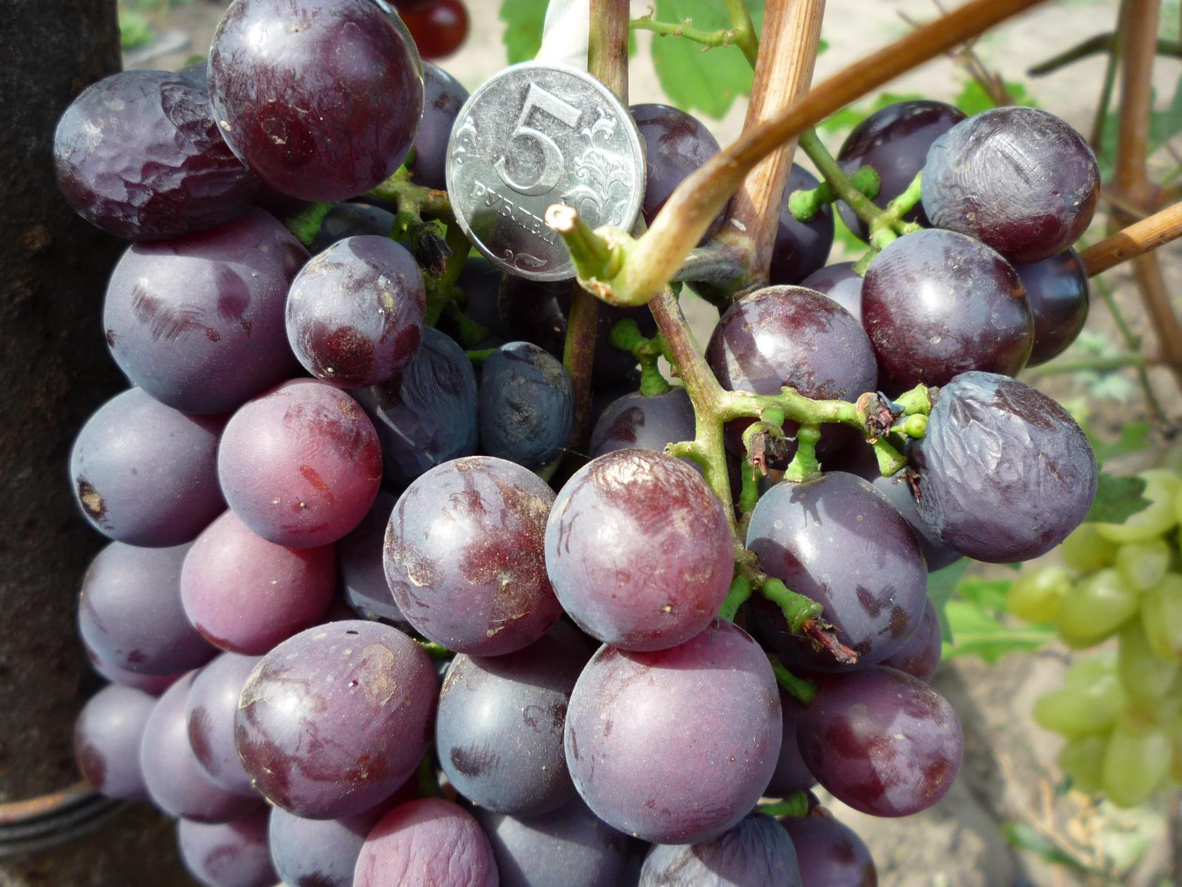 Виноград сеня. Сорт винограда Сеня. Сеня виноград описание. Виноград Сеня описание сорта. Сорта винограда для среднего Поволжья.