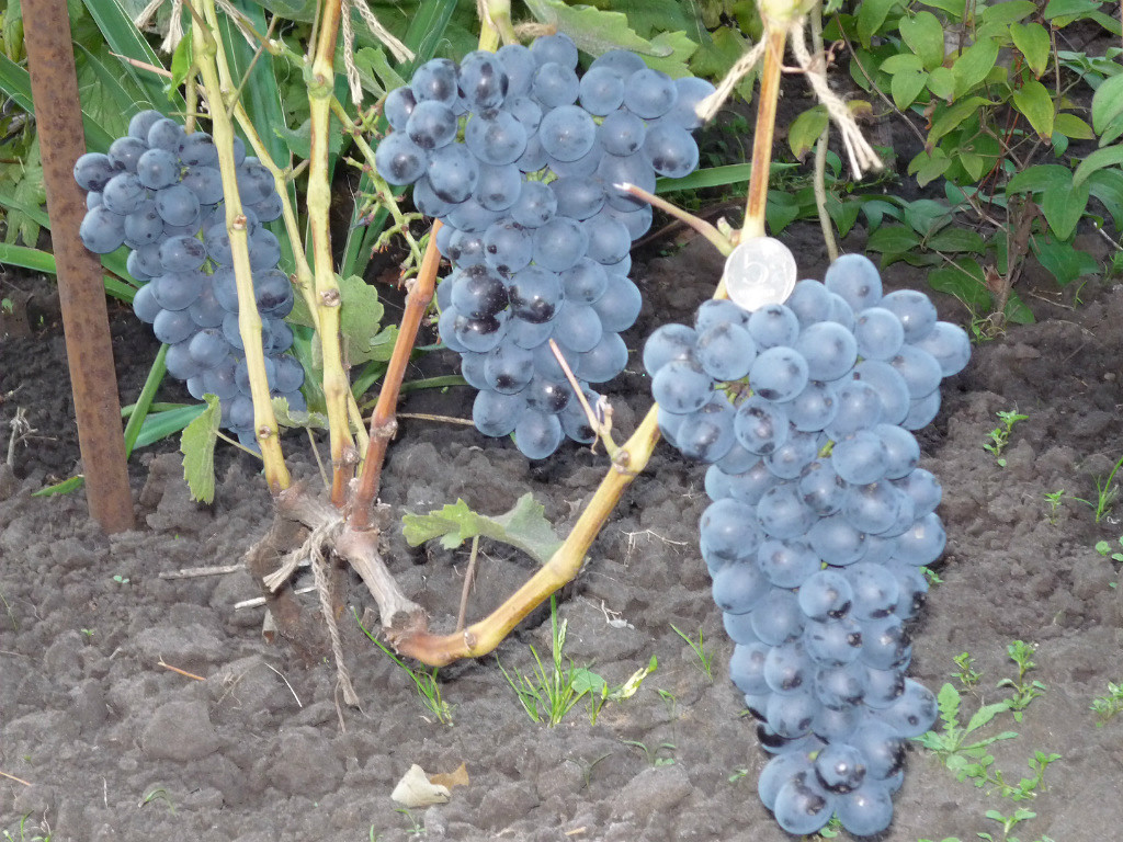 Черныш виноград описание и фото