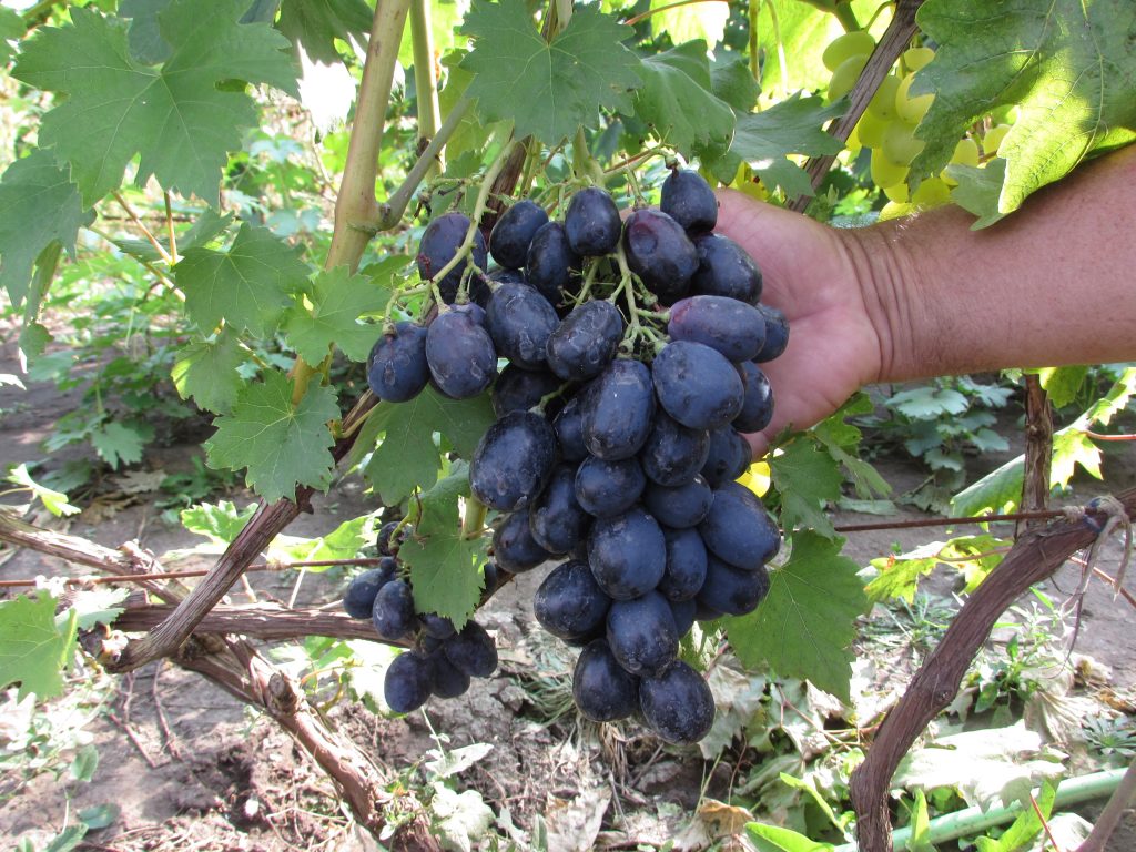 Виноград - сорта для Среднего Поволжья - Дачный блог Елены Гольниковой