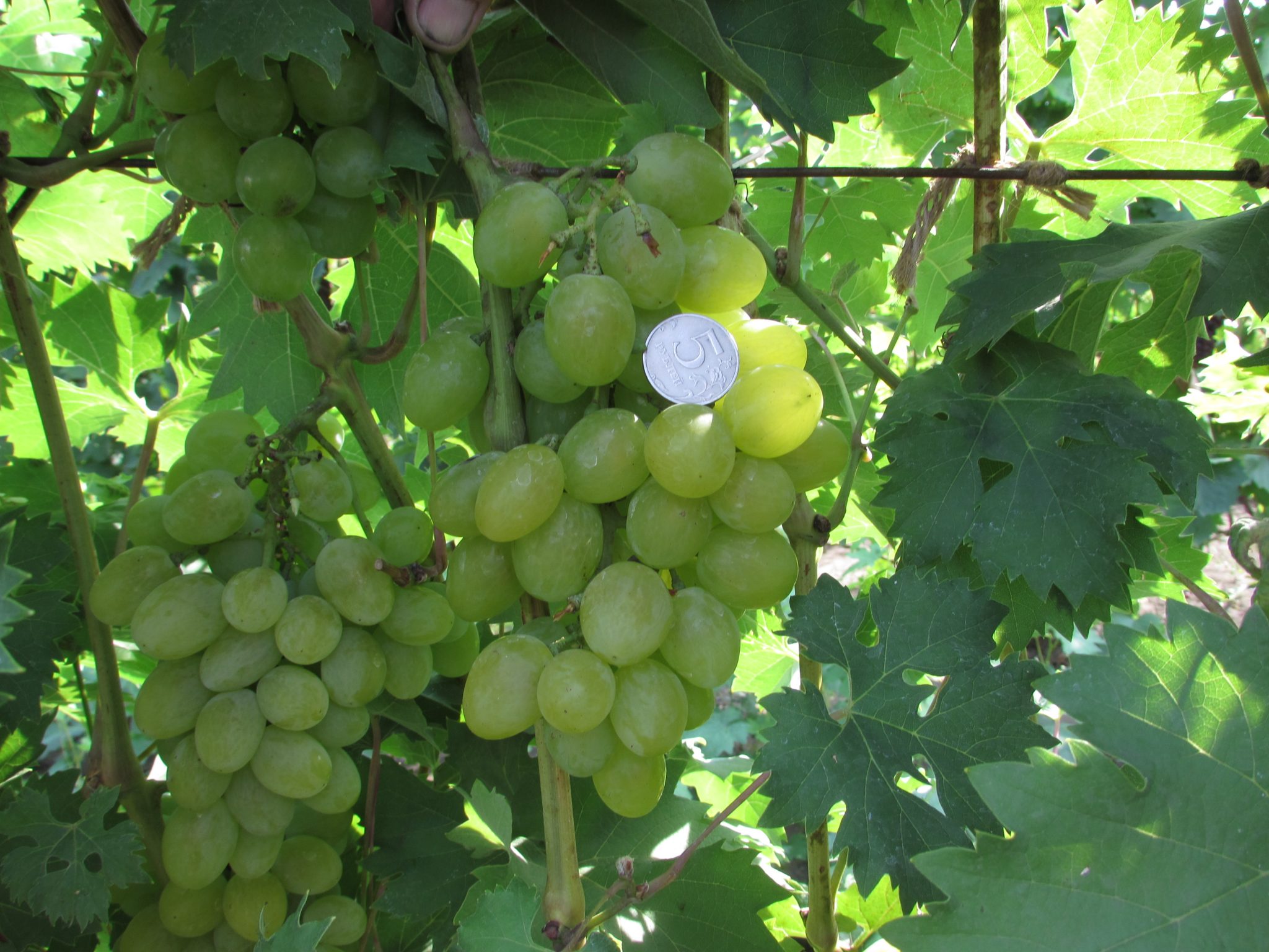 Сорта винограда в Поволжье