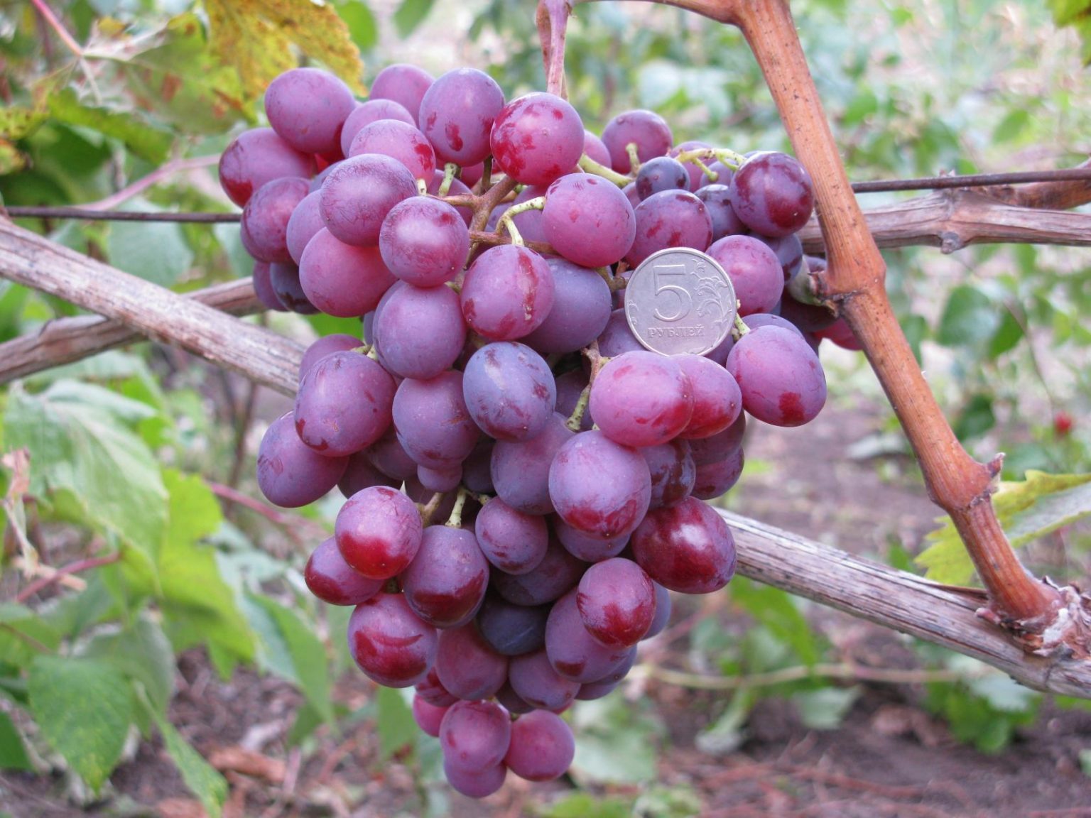 Сорт винограда мавр фото и описание