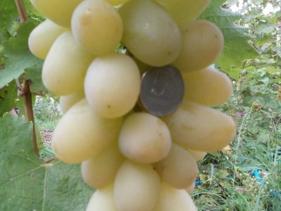 виноград Инга