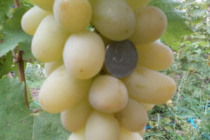 Виноград Инга — описание