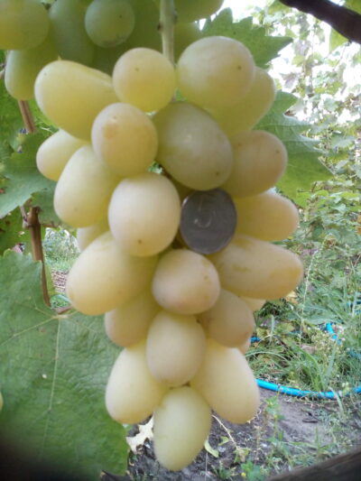 виноград Инга