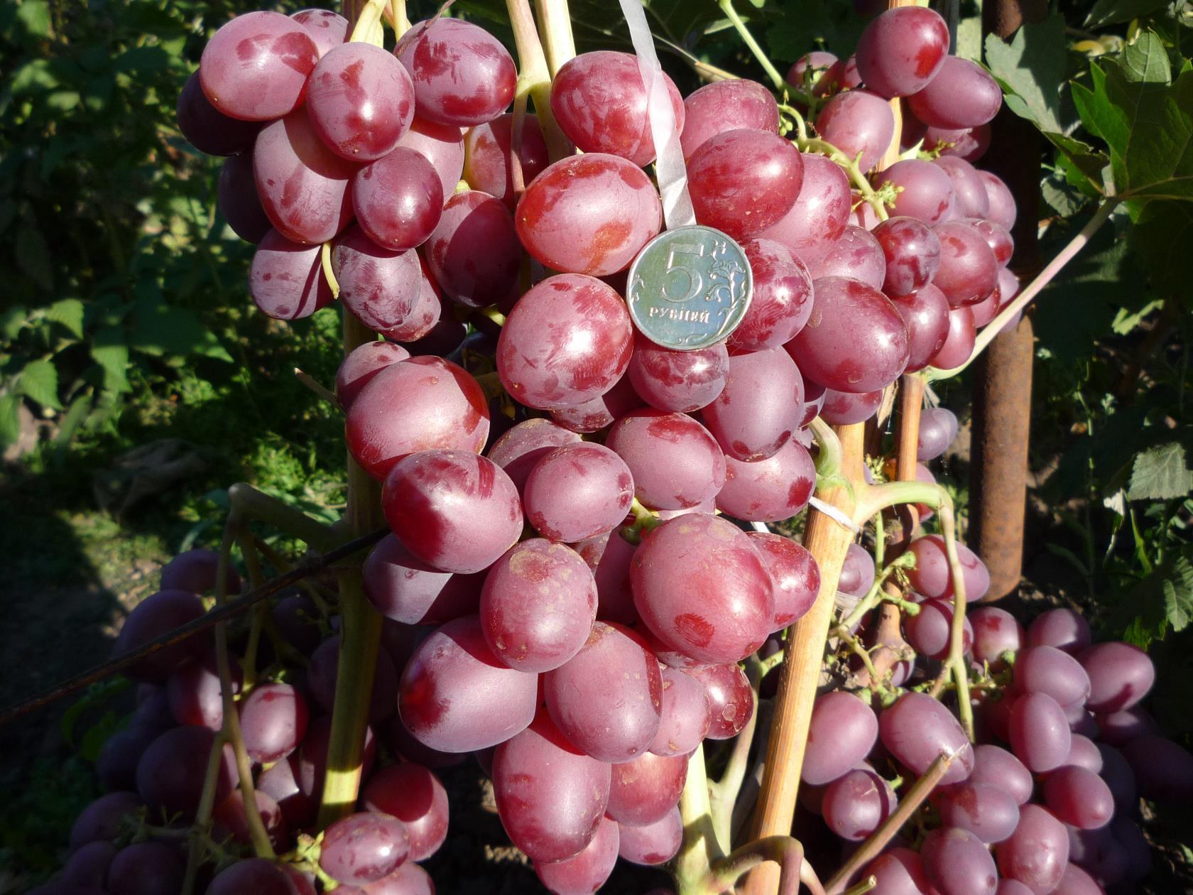Виноград — сорта для Среднего Поволжья