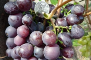 Виноград Сеня — описание