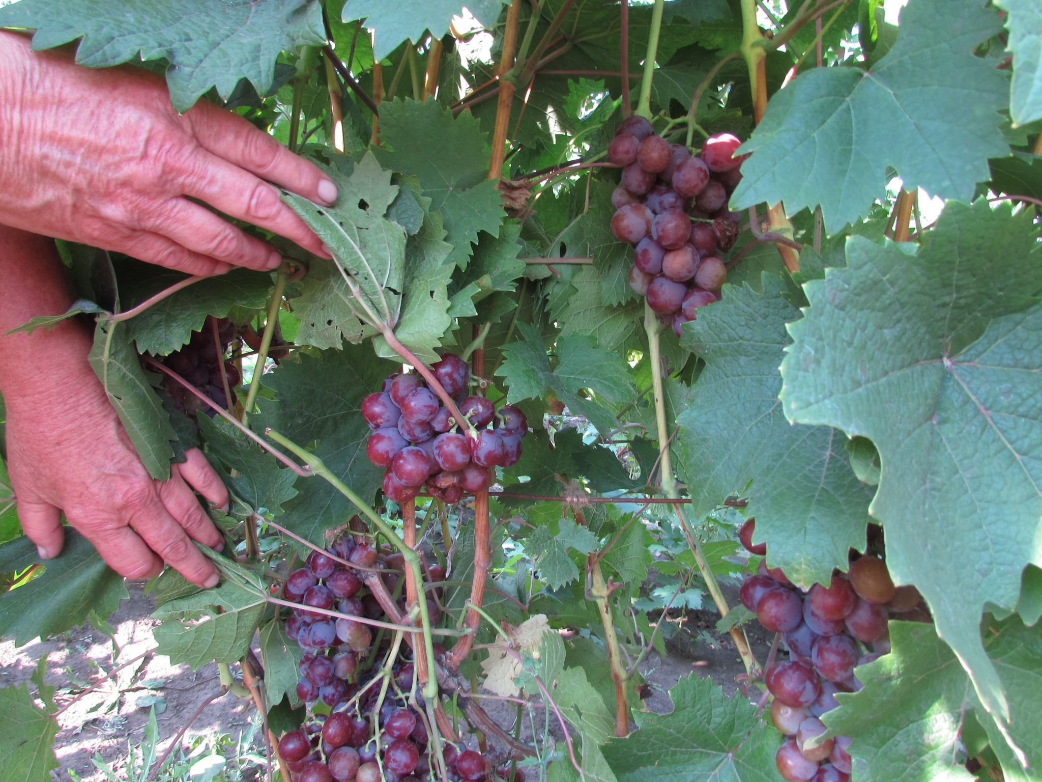 виноград одесский черный описание сорта фото