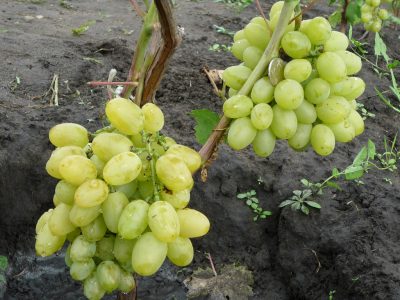 виноград Суперэкстра