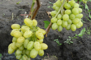 Виноград Супер Экстра описание