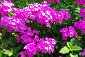 Флоксы — описание, посадка и уход