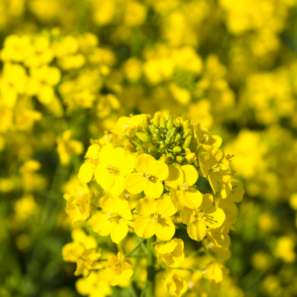 цветы рапса