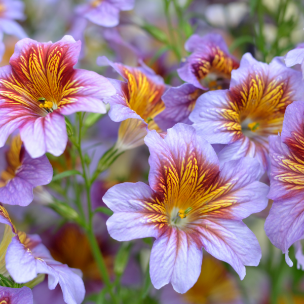 Сальпиглоссис