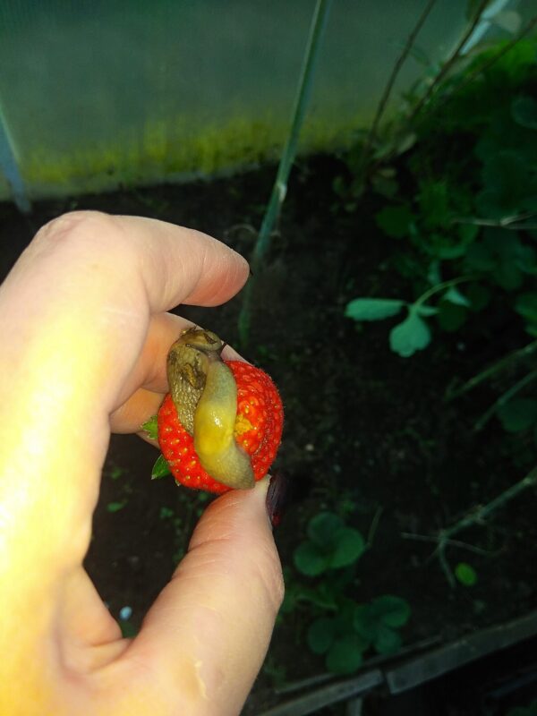 слизни на ягоде земляники