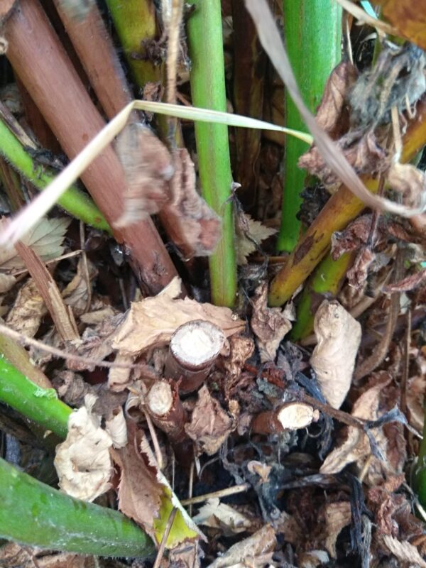 пеньки после обрезки ежевики