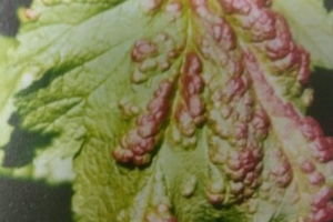 Листовая галловая тля