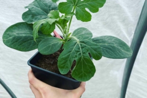 Как вырастить арбузы, прививая на подвой