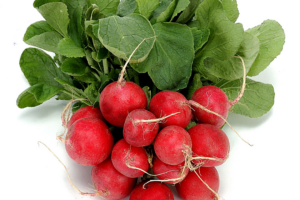 Редис — сорта и выращивание