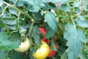 Томат Большая мамочка