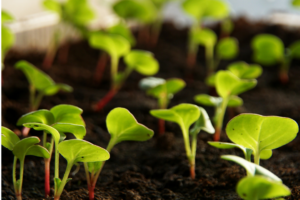 Что посеять в июле