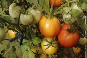 Мои удобрения для помидоров