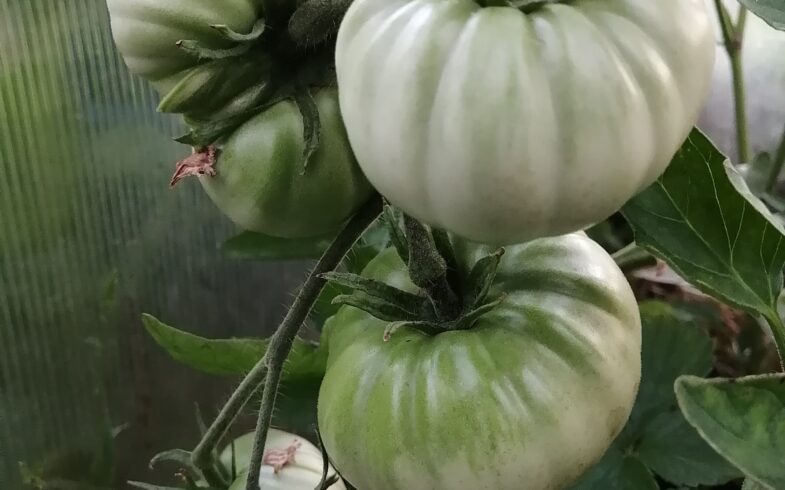 Как растут мои помидоры в теплице