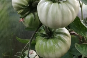 Как растут мои помидоры в теплице