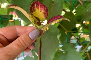 Черенкование колеусов