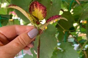 Черенкование колеусов