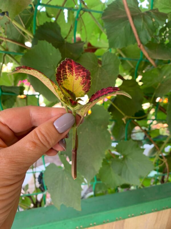 черенок колеуса