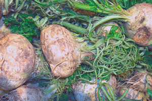 Как вырастить корневой сельдерей