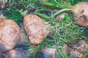 Как вырастить корневой сельдерей