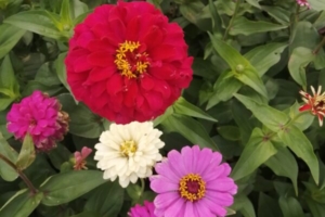 Циннии в саду
