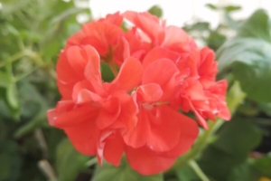 Пеларгония — фото, описание, разновидности.