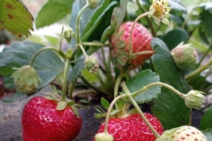 Сизоже — французская ремонтантная земляника