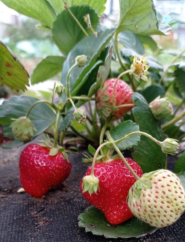 земляника сизоже