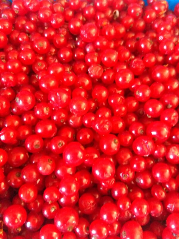 красная смородина